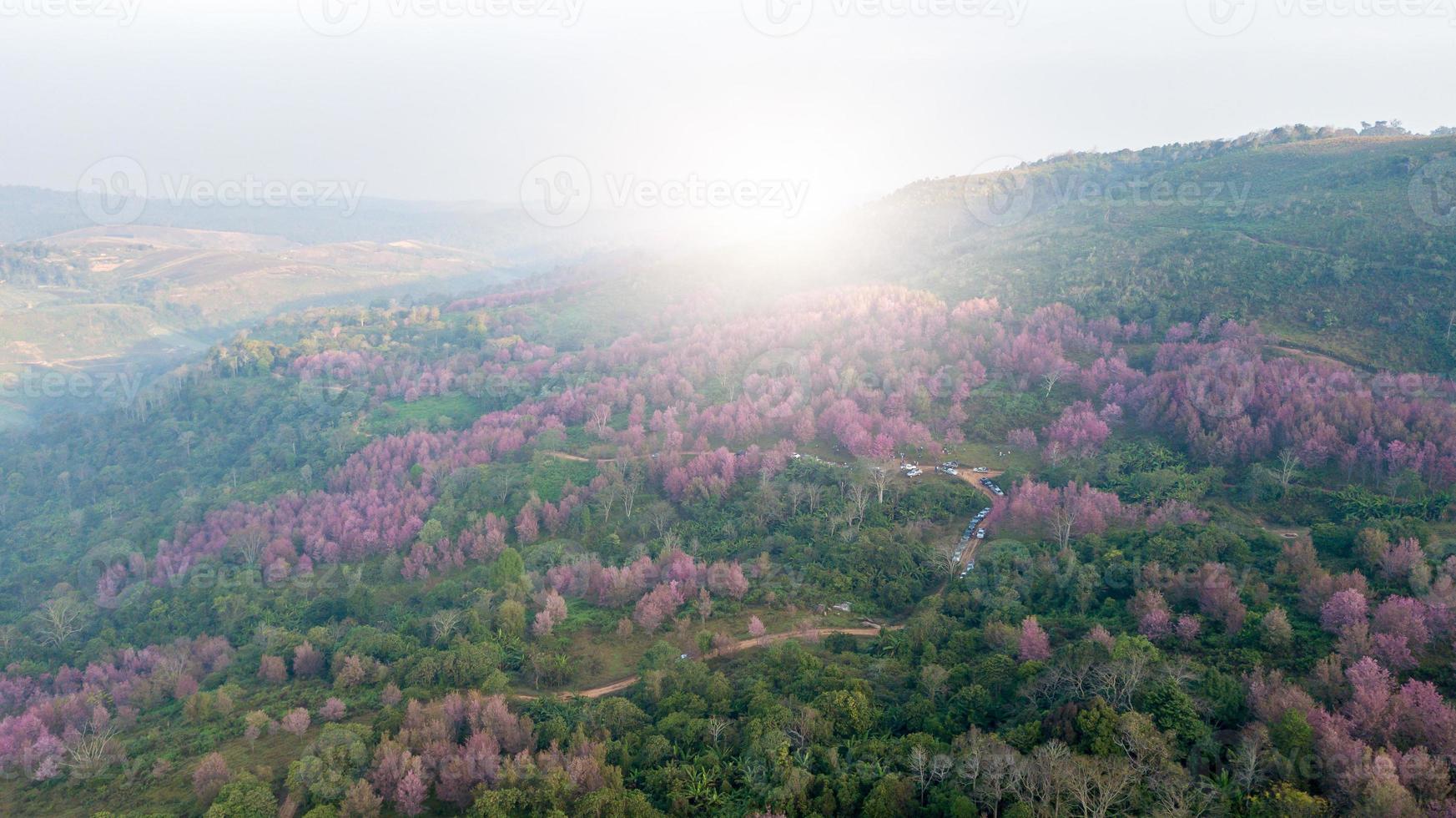 Pink sakura Flower or Wild Himalayan Cherry on mountain photo