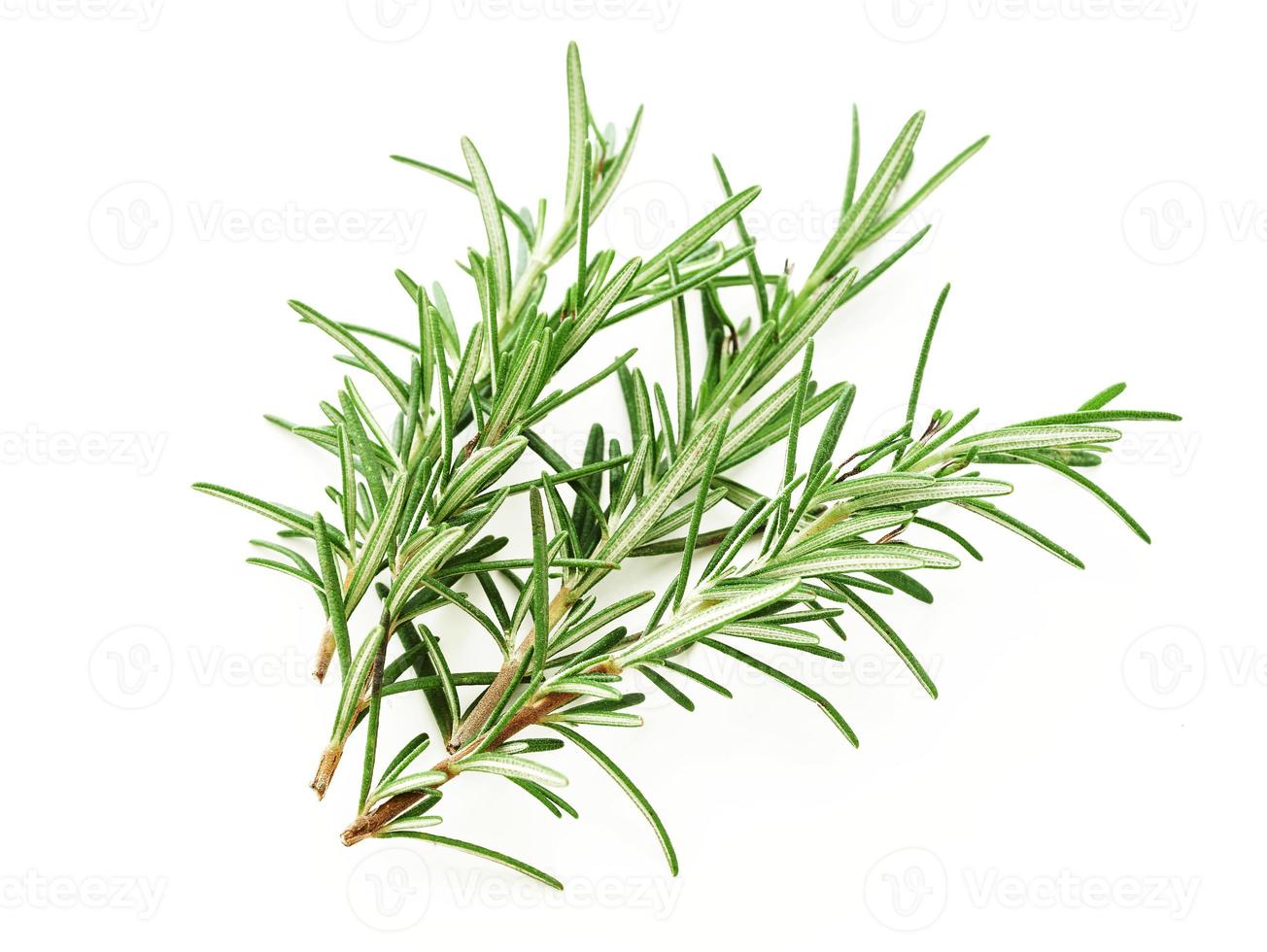 rosemary isolated on white background. spice rosemary isolated on white background. rosemary photo