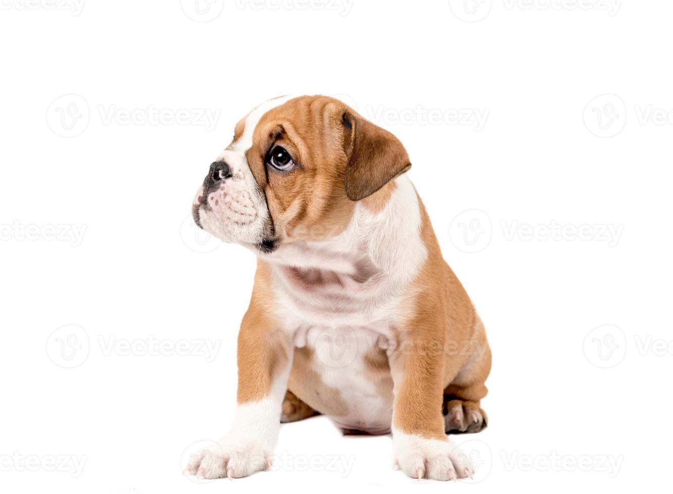 English bulldog puppy photo