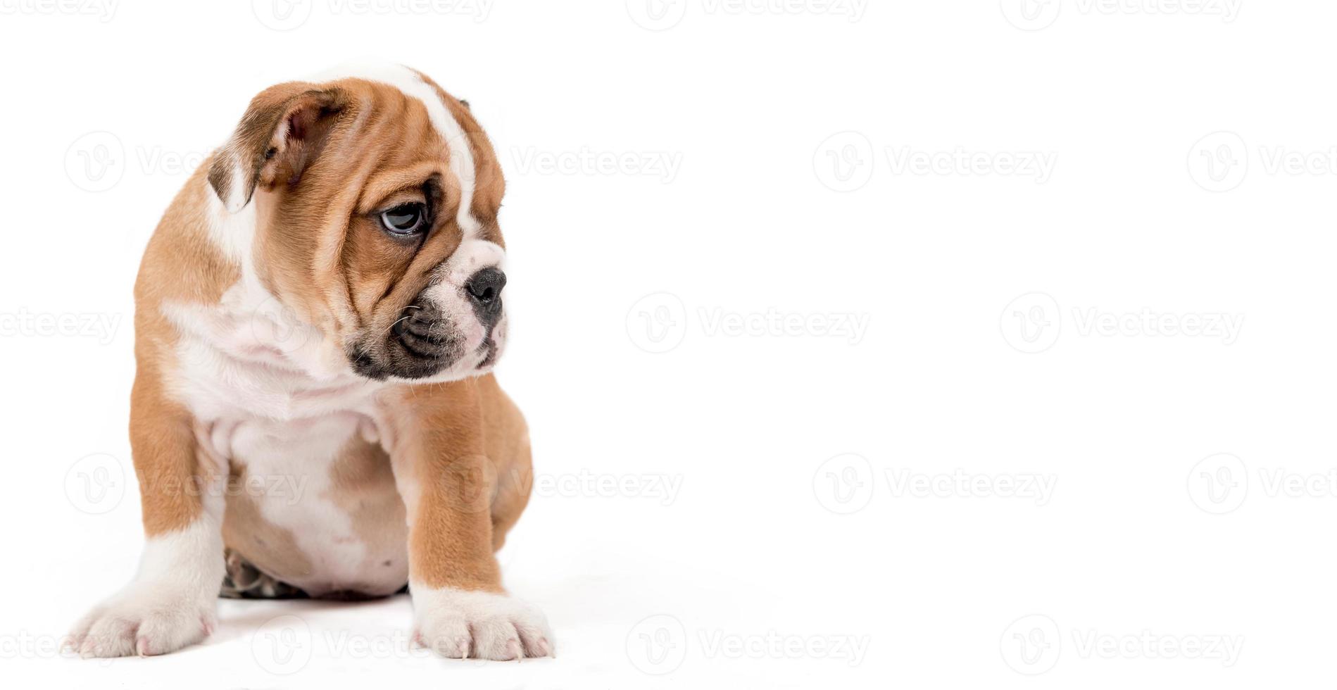 triste bulldog perrito foto