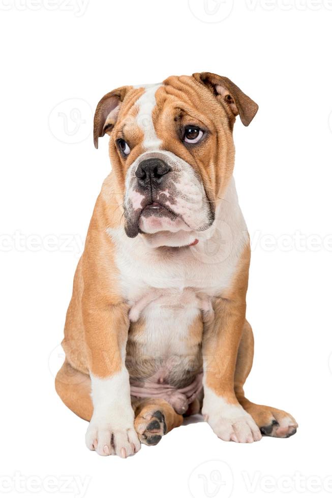 Portrait of English bulldog photo