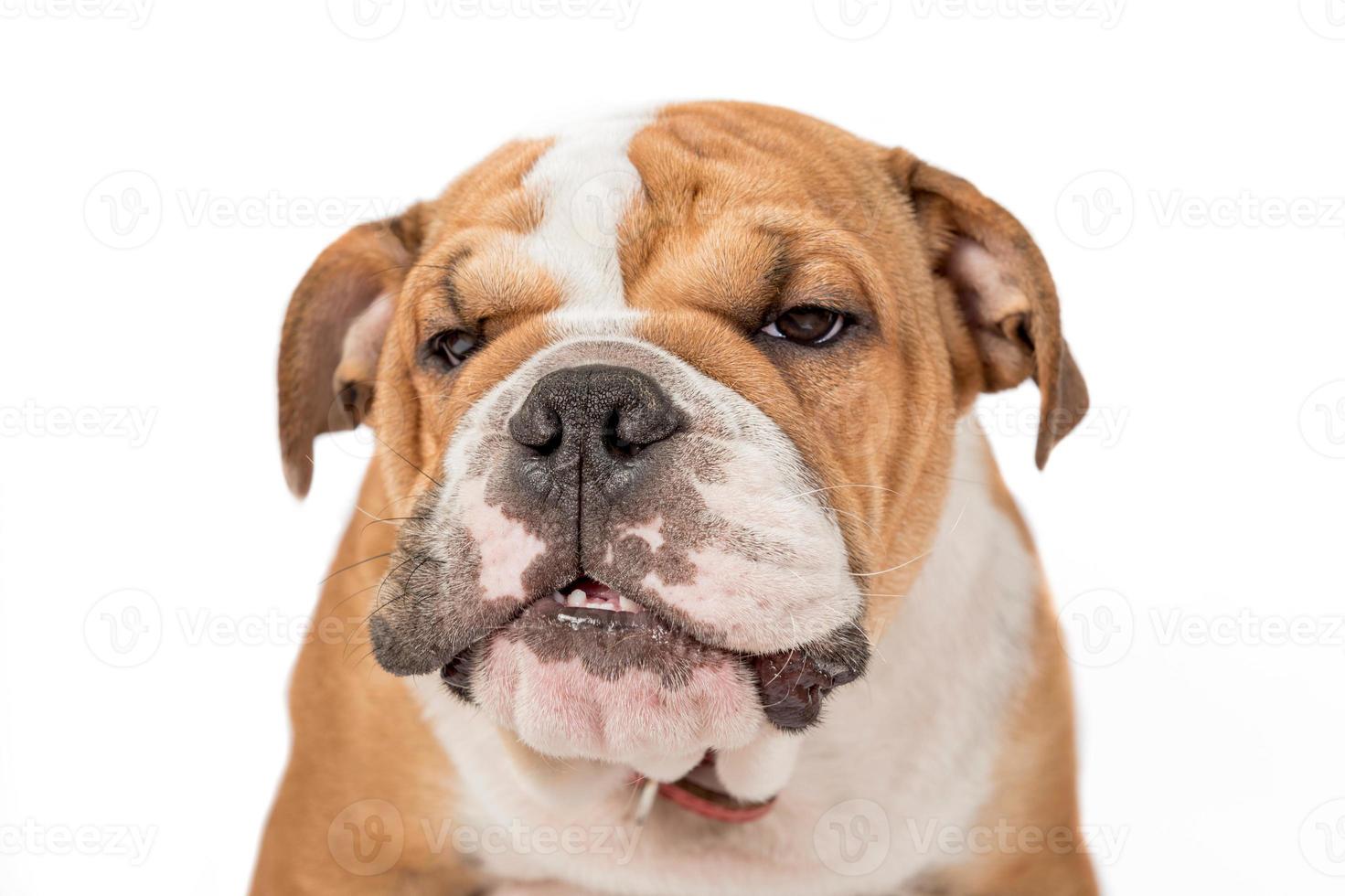 Grumpy English bulldog photo