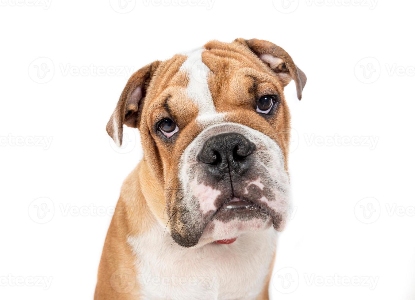 Grumpy English bulldog photo