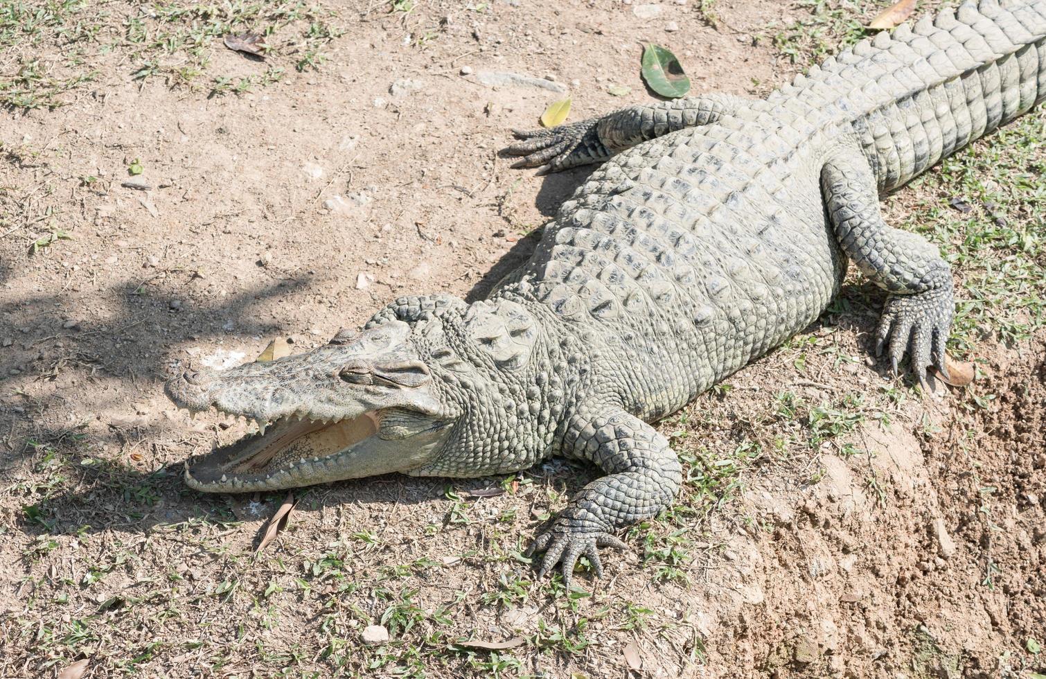 Thai freshwater crocodile with open mouth in farm photo