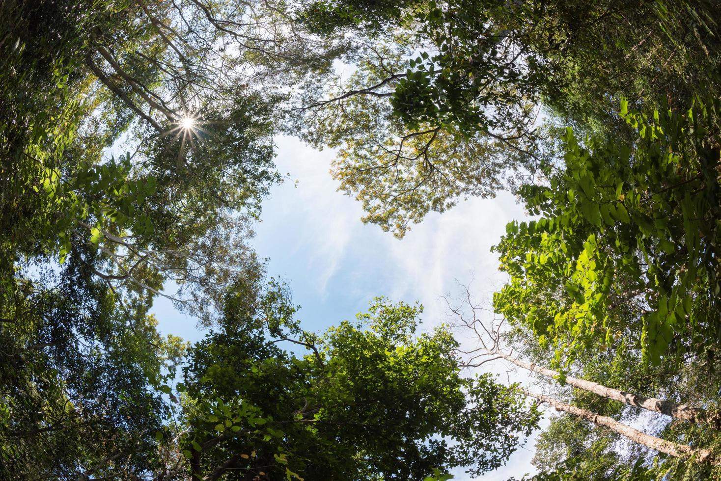 canopy tree of Mixed Deciduous Forest in Thailand. photo