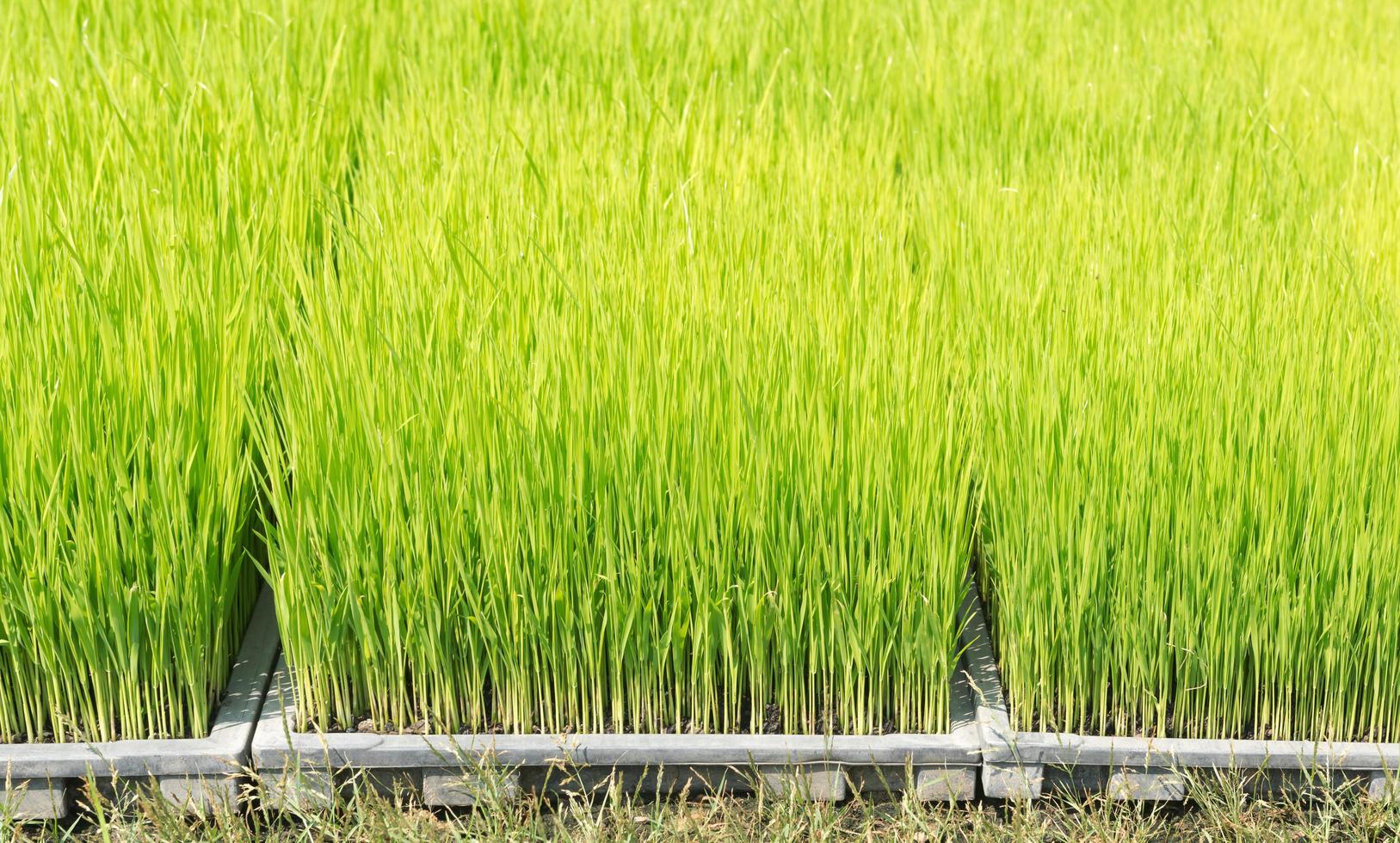 Close up of rice sprouts on plastic tray photo