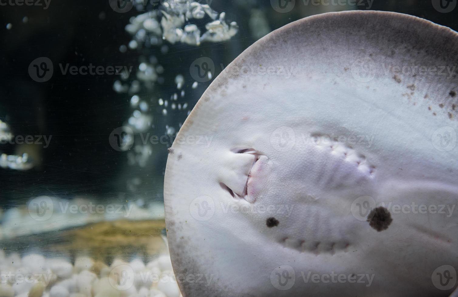 closed up of mouth  Stingrays fish photo