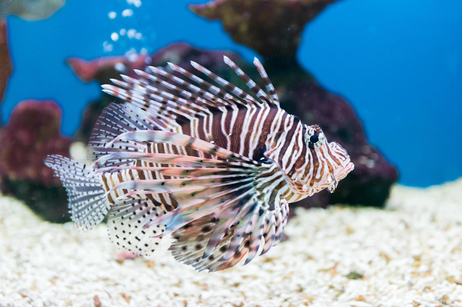 hermosa rojo pez león pterois millas retrato foto