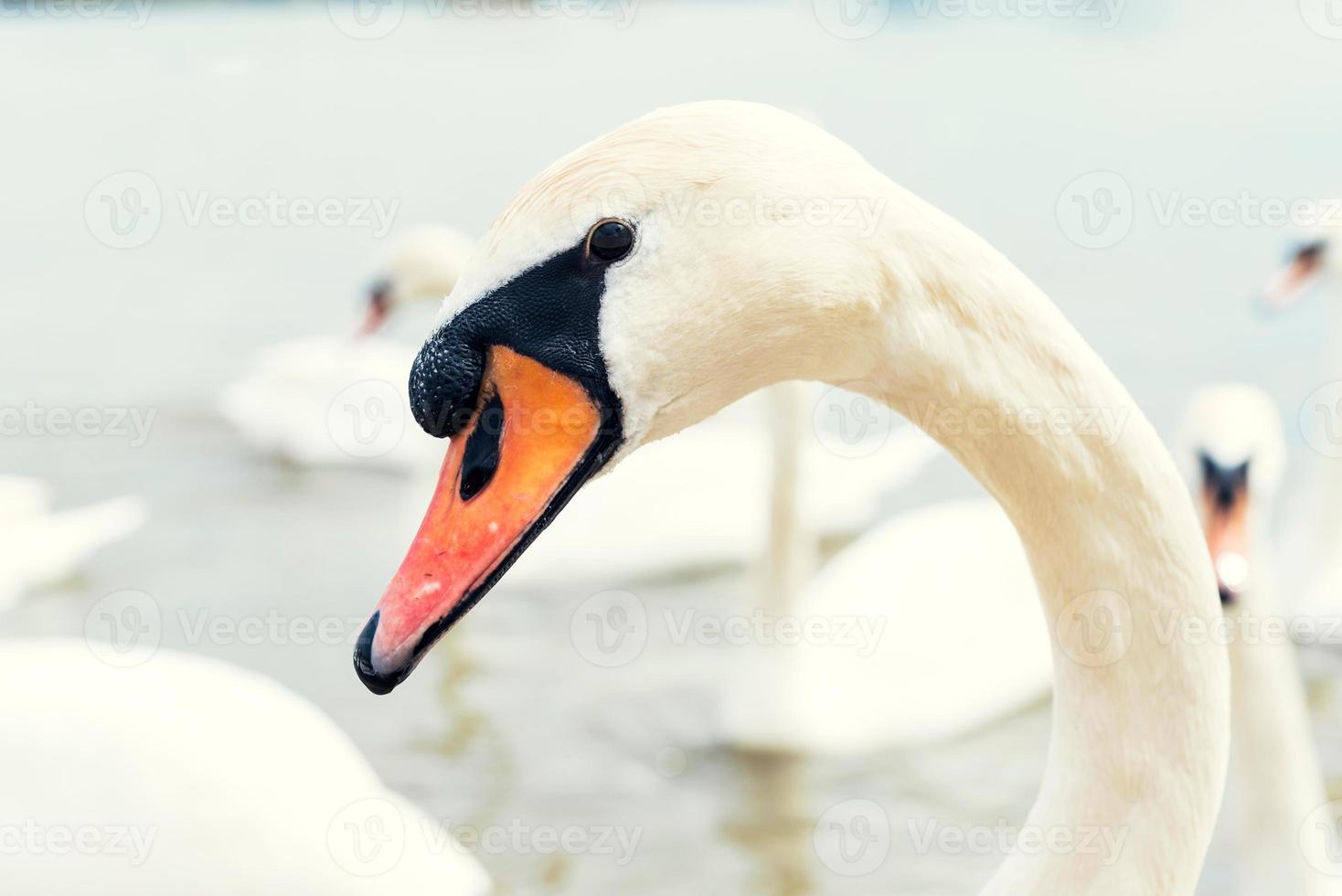 Portrait of swan photo