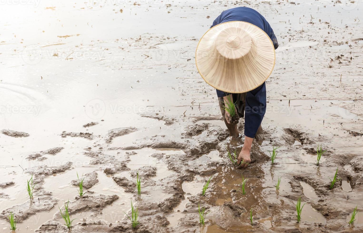 Thai farmer transplanting rice seedlings in paddy field photo