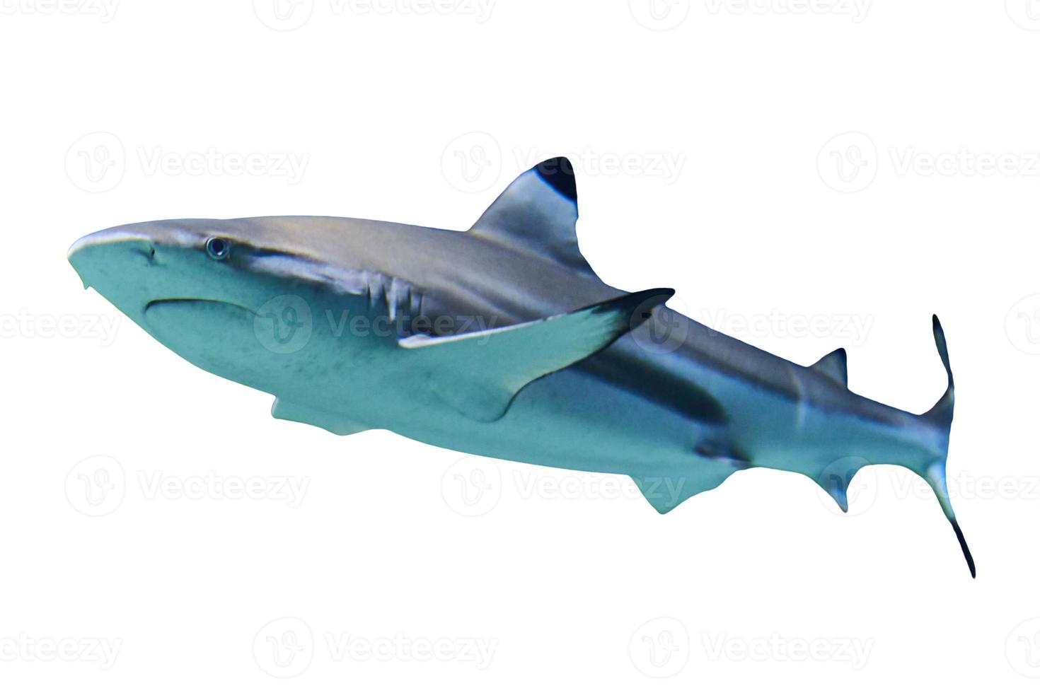 sand tiger shark in the aquarium isolated background photo