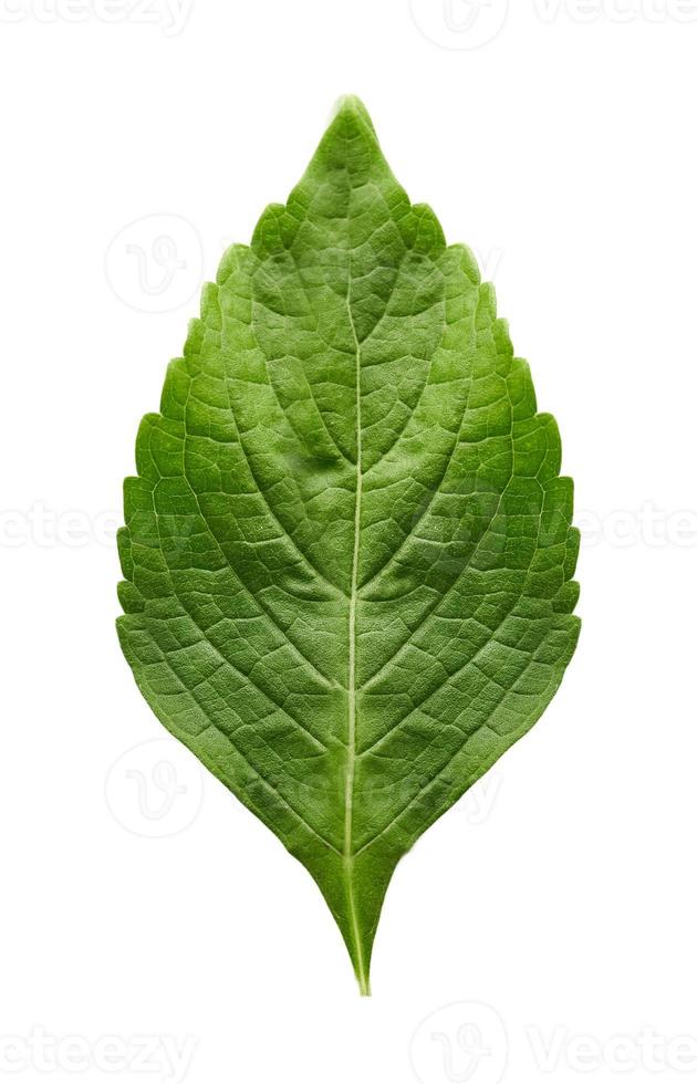 fresh indian tree basil leaves or Ocimum gratissimum isolated on white background with clipping path. leaf, leaves, cutout photo