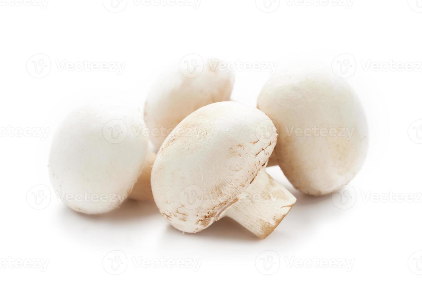 white champignon button mushroom isolated on white background. pile of white champignon button mushroom. group of champignon button mushroom isolated photo