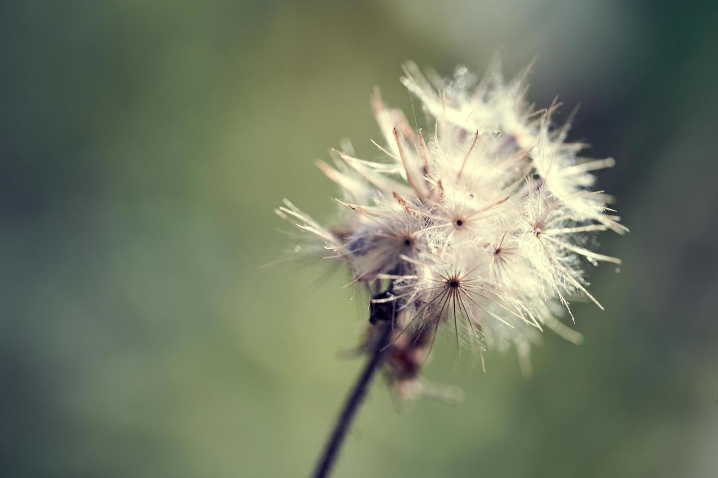 close-up beautiful white fluffy dandelion on blur background shot by macro technique photo