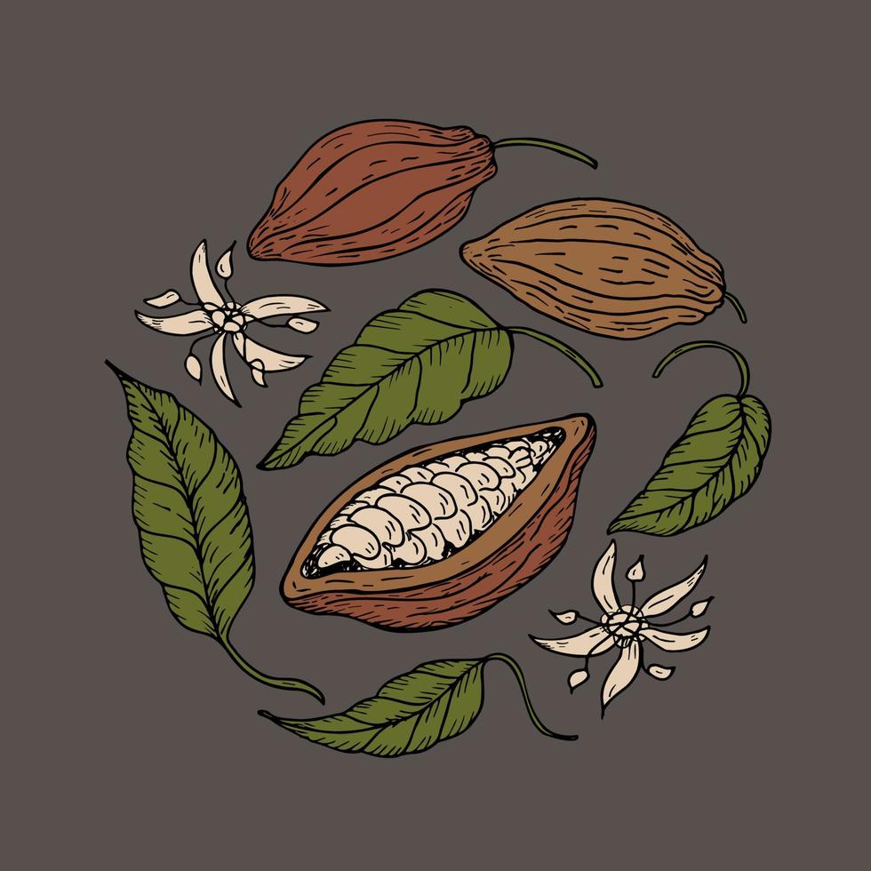 cacao. mano dibujo cacao frijoles, bosquejo de hojas, flores y cacao árbol. orgánico producto. garabatear bosquejo para cafetería, comercio, menú. partes de plantas. para etiqueta, logo, emblema, símbolo. vector ilustración