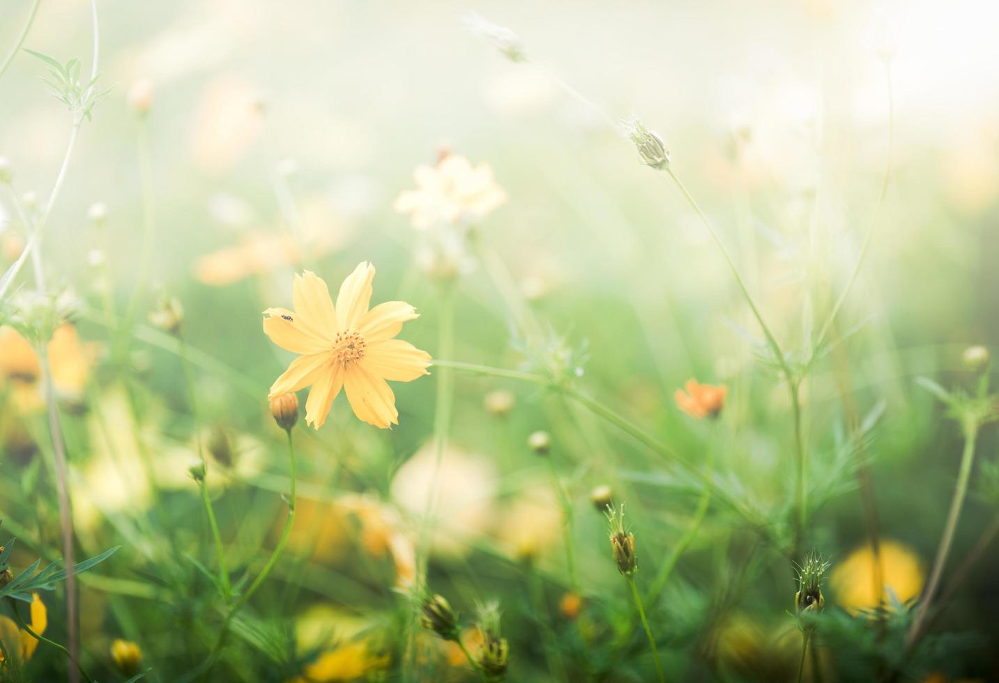 amarillo cosmos flor campo, flor antecedentes foto