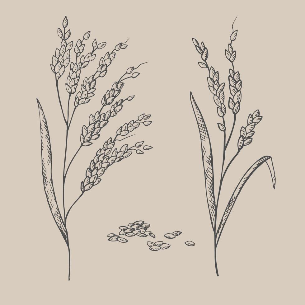 mano dibujado orejas de un arroz planta. ilustración de ramas y granos de arroz, seco todo granos cereal cosecha, agricultura, orgánico agricultura, sano comida símbolo. diseño elemento. vector