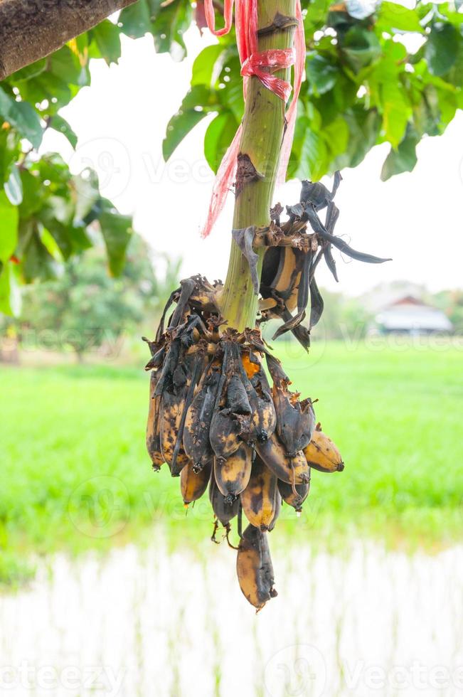 rotten bananas Hanging on the tree photo