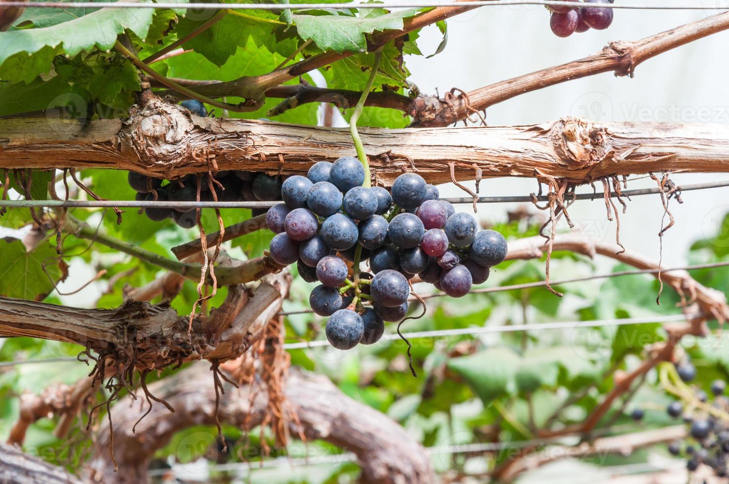 púrpura rojo uvas con verde hojas en el vino en el jardín . Fresco frutas foto