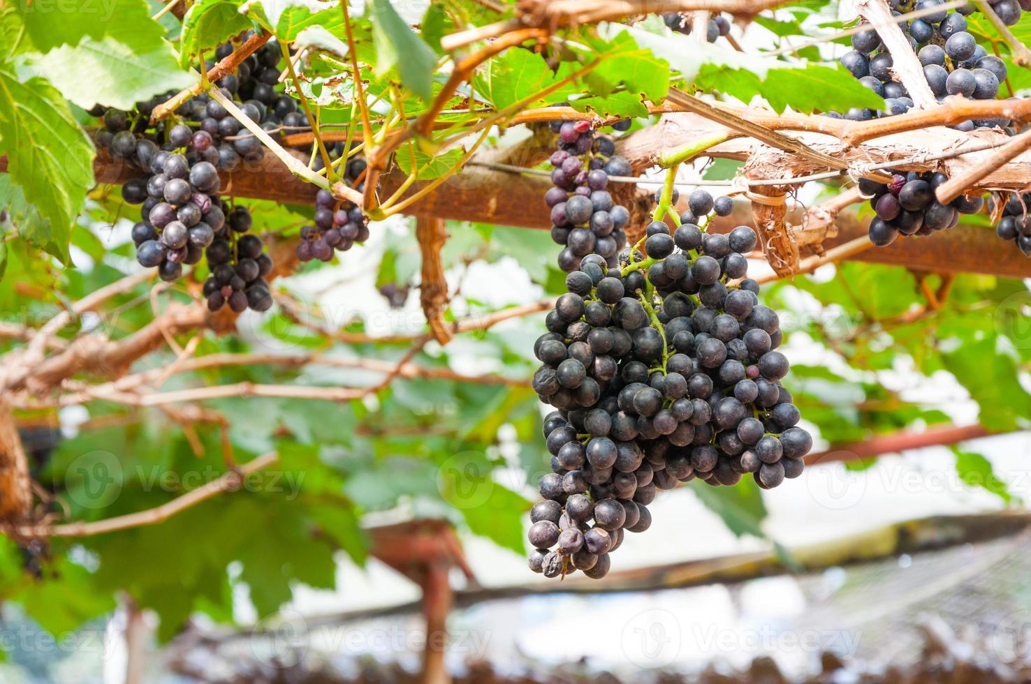 púrpura rojo uvas con verde hojas en el vino en el jardín . Fresco frutas foto