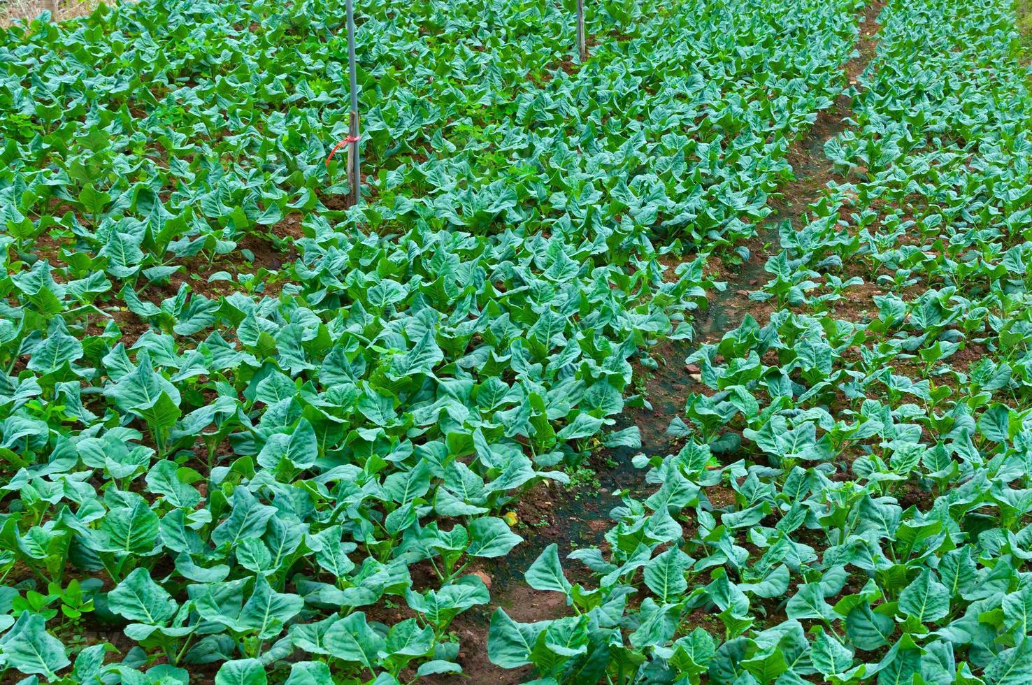 Rows fresh plantation nursery and vegetable of familiar agriculture at countryside in Thailand photo