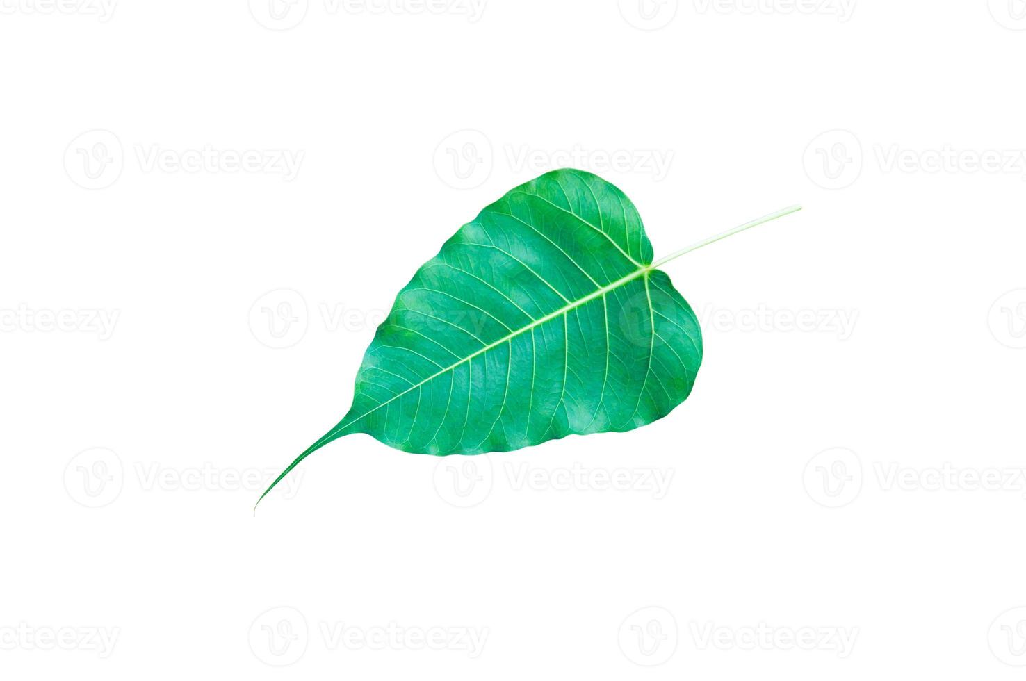 Green Bo leaves, leaves that are important in Buddhism isolate on white photo