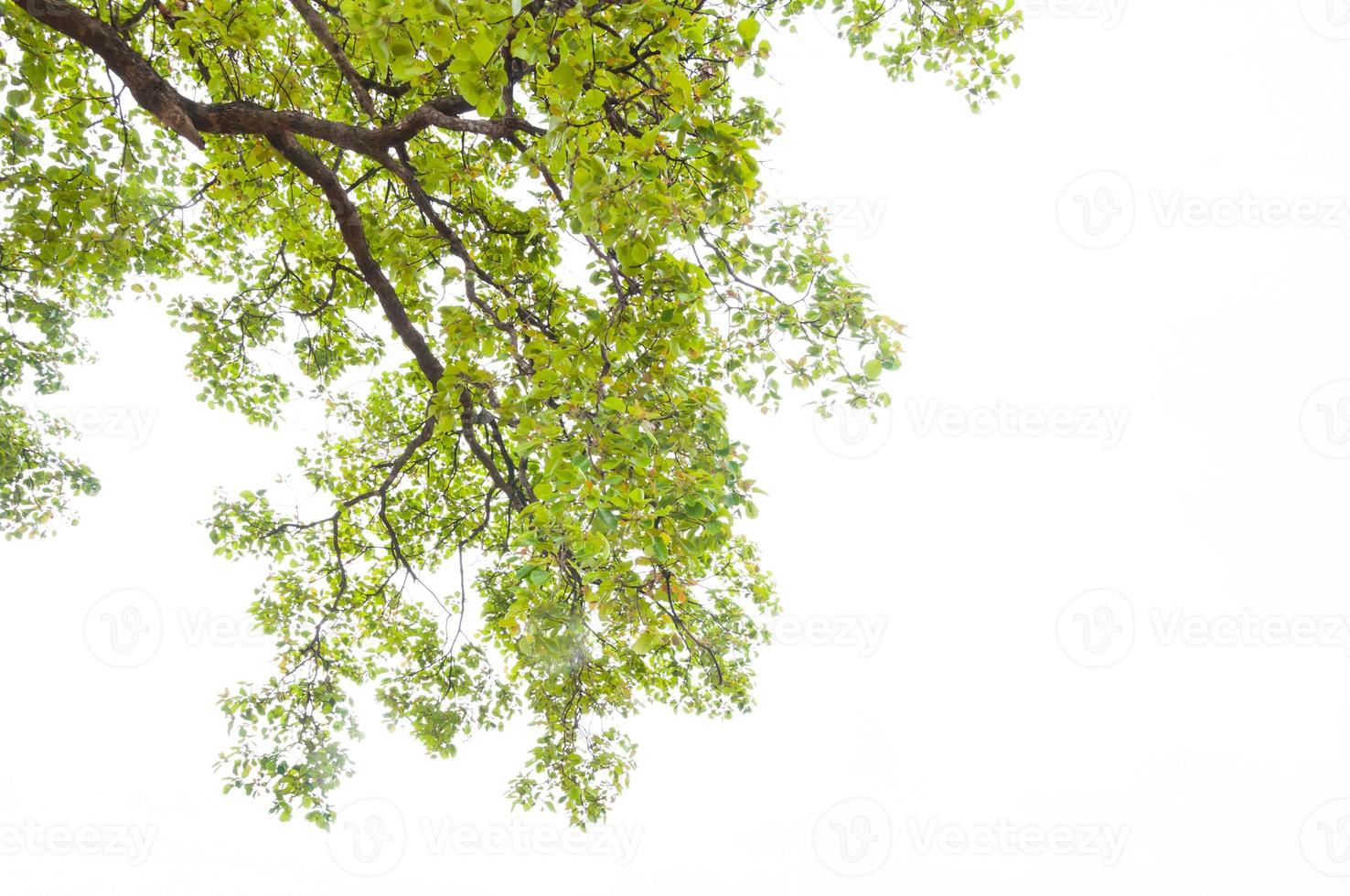 green leaves isolated on white background photo