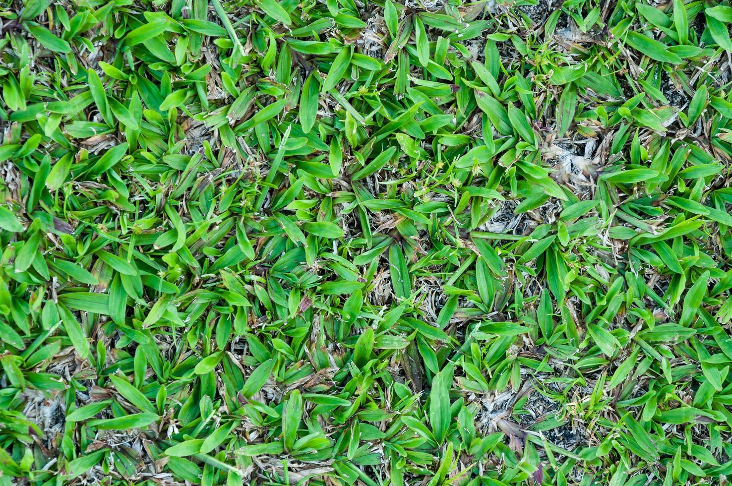 Football field green grass pattern textured background , textured grass for background photo