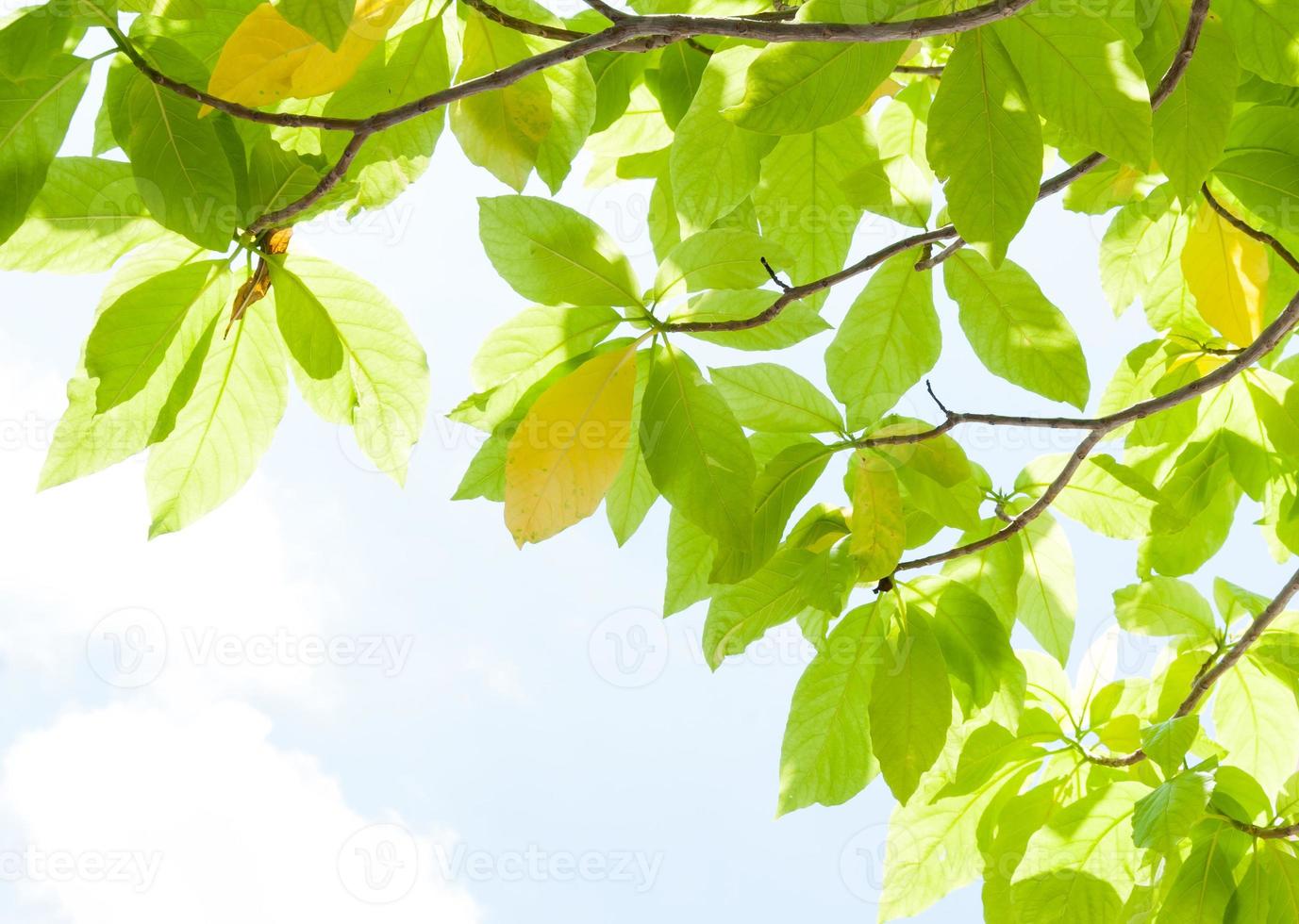 green leaf leaves budding in the spring for background,In the spring natural background with the sky and leaves photo