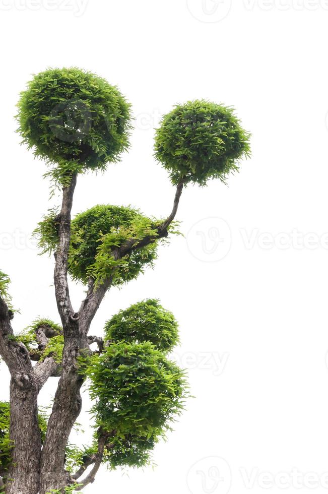 Tamarind tree on white background,green background,bonsai tree on a white background photo