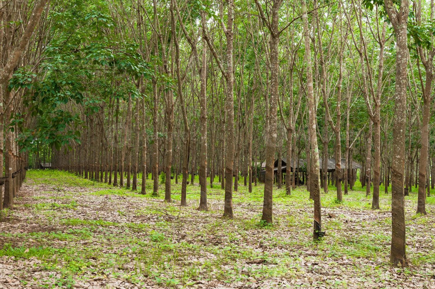 Row of para rubber plantation in South of Thailand,rubber trees photo