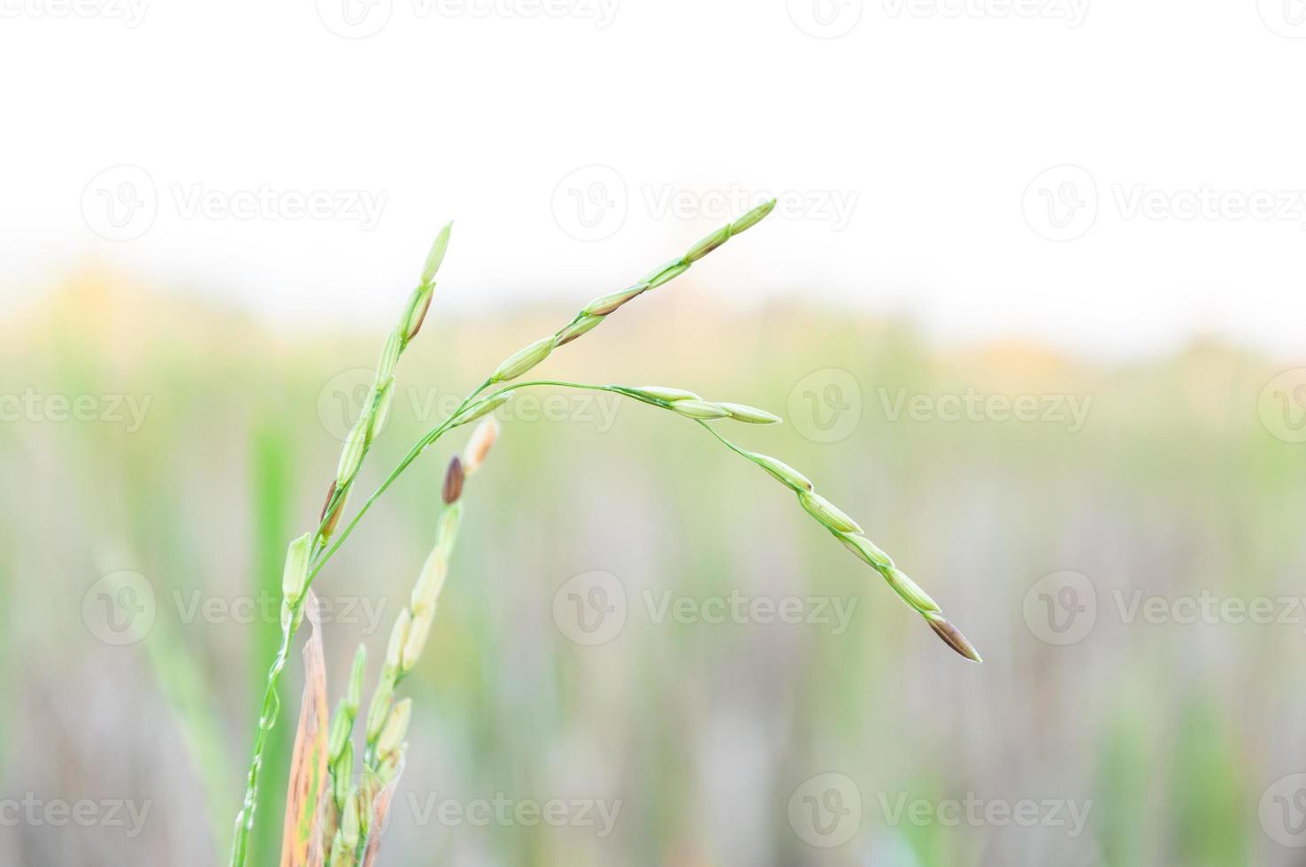 Paddy rice ,Growing rice on nature background photo