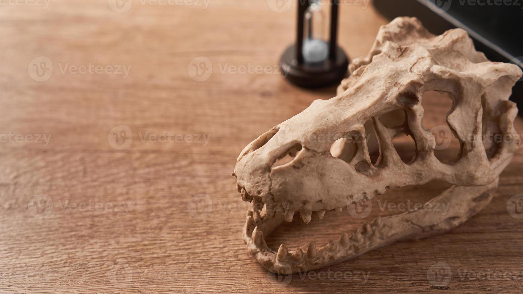 concept of Paleontology education background. dinosaur skull on wooden table background photo