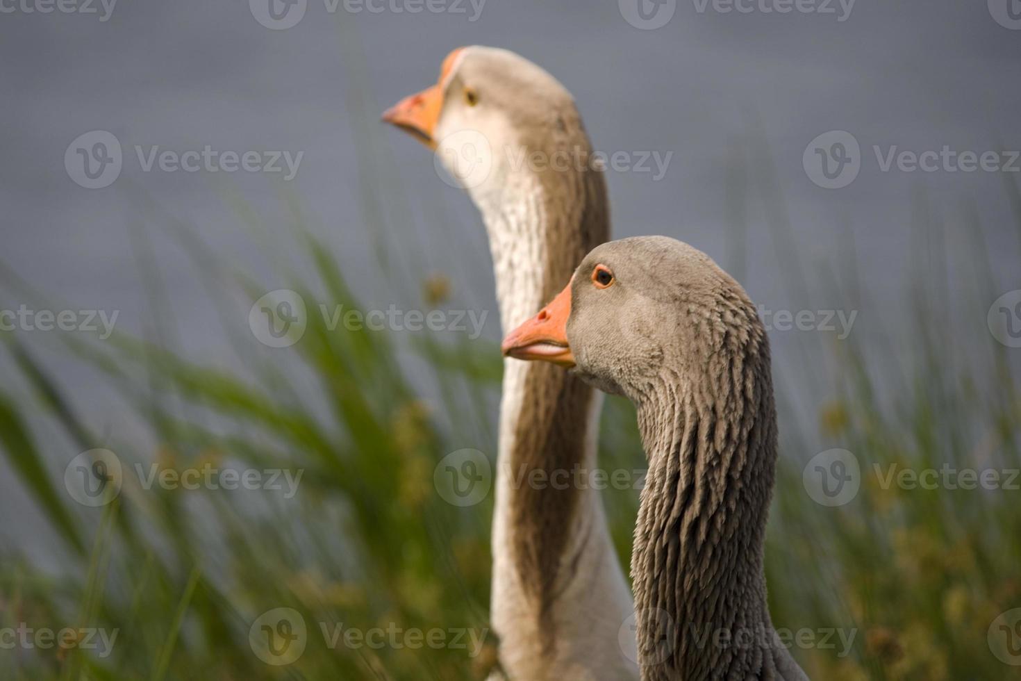 portrait of a goose on the water's edge photo