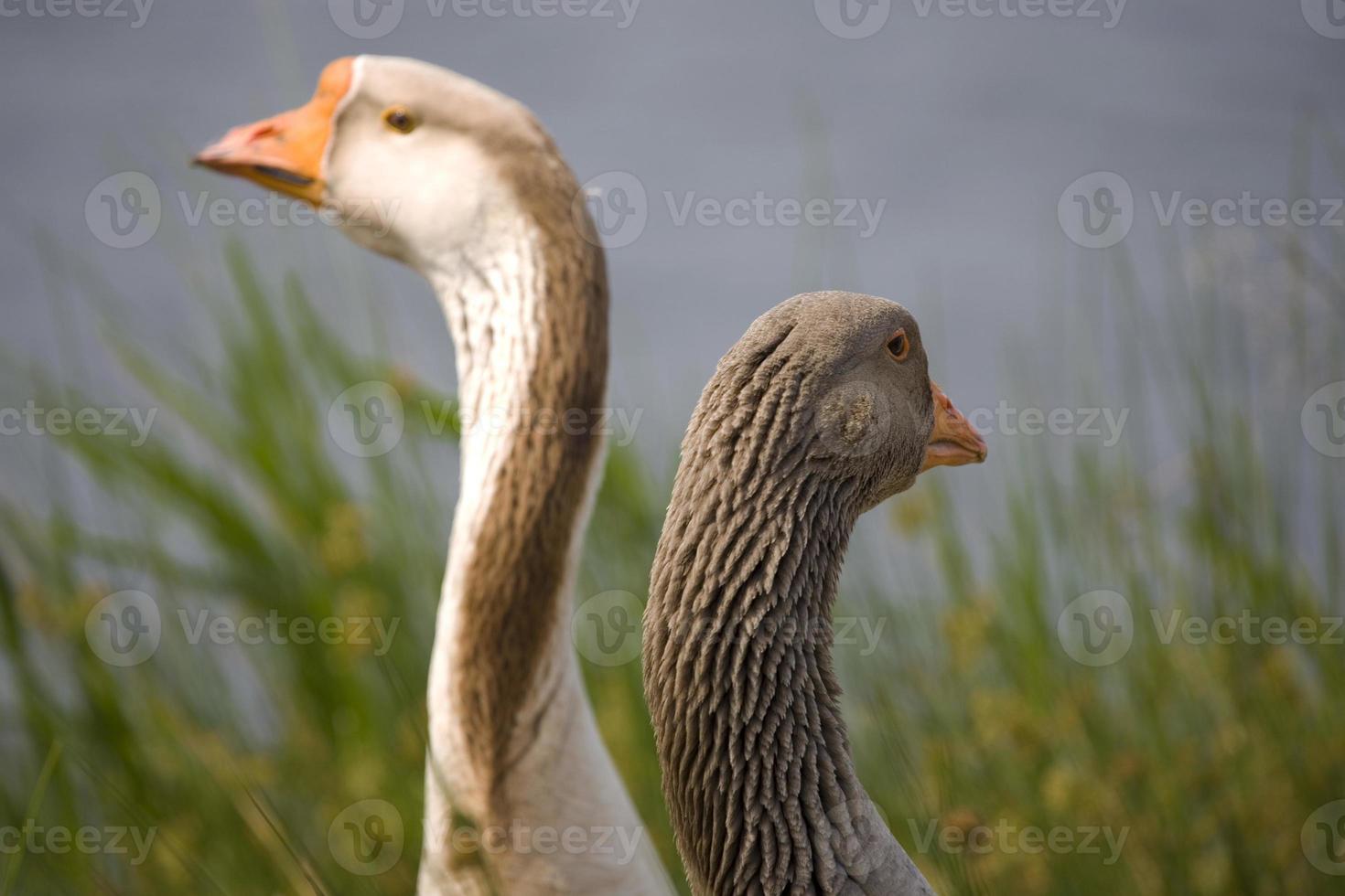 portrait of a goose on the water's edge photo