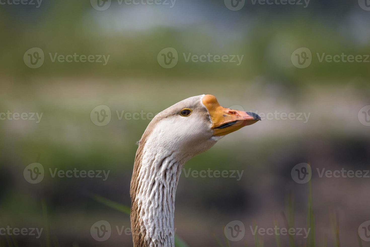 portrait of a goose on the water's edge photo