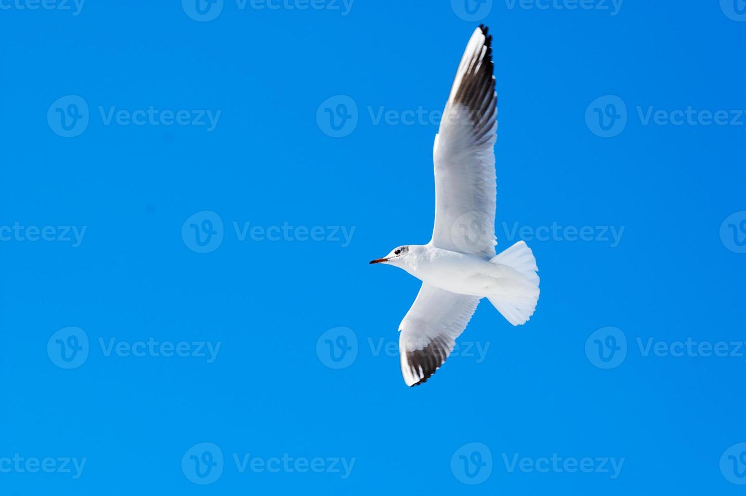 seagull om sky photo