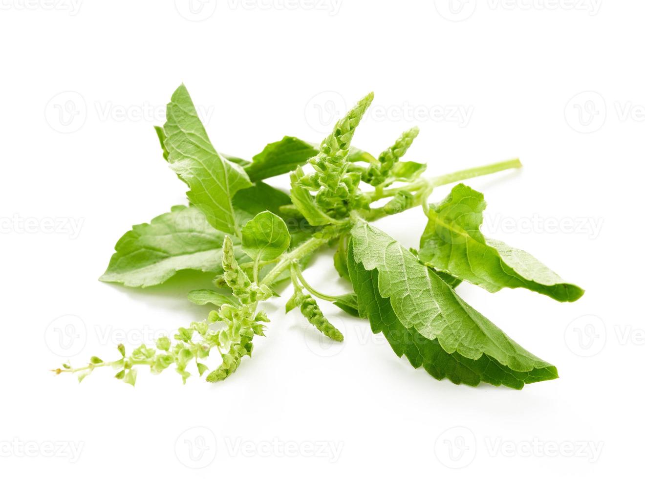 green holy basil leaves of leaf isolated on white background. fresh green holy basil leaves of leaf isolated. holy basil photo