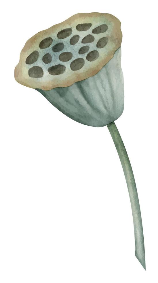 Lotus green Plant with Seeds. Hand drawn watercolor illustration on isolated background of waterlily. Botanical drawing of lily for spa or Zen natural design. Sketch of exotic tropical Asian herb vector