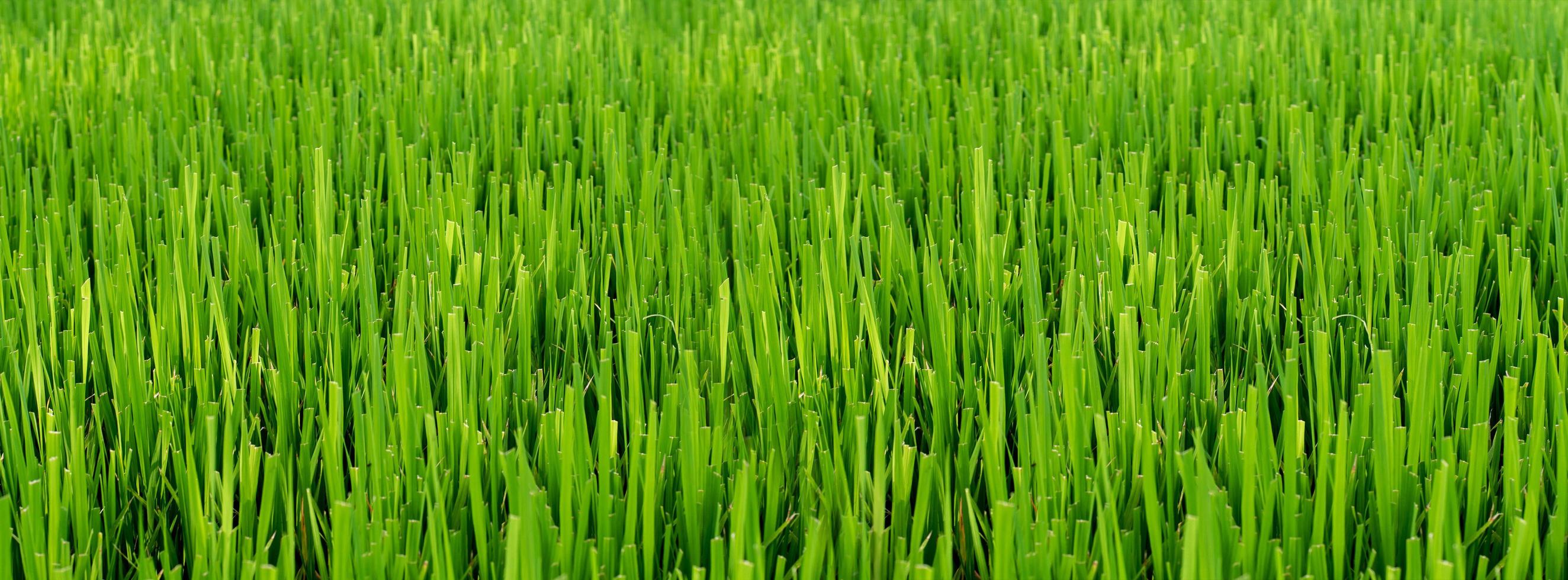 close up green rice field background photo