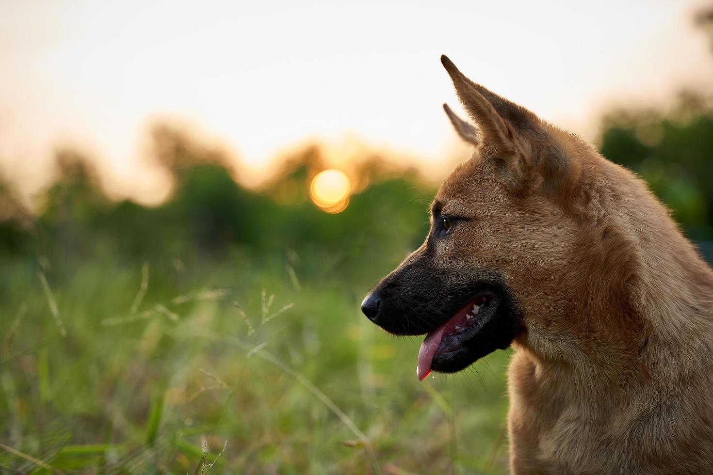 A puppy brown dog on the green grass and looking happy bokeh blur background with copy space photo
