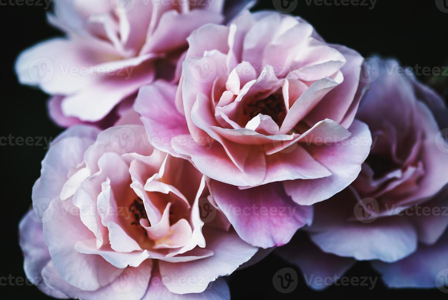 Pink roses blooming in the summer garden, moody flower background, Distant drums rose closeup photo