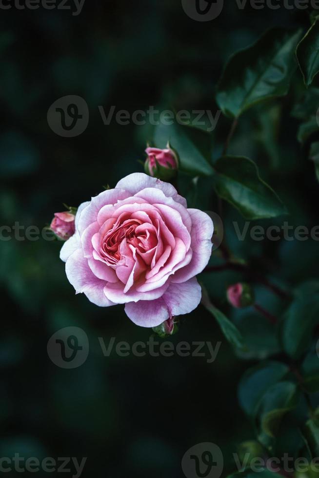 Pink rose in dark evening garden, Pirouette Rose dusty pink flower with buds, vertical frame photo