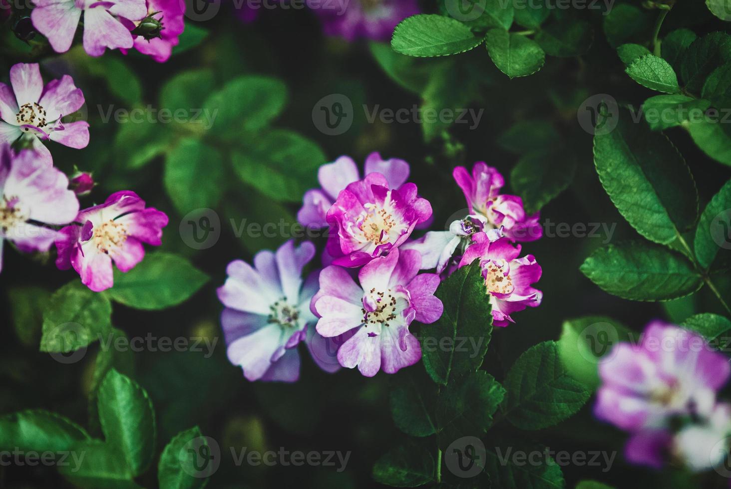 temperamental floral verano antecedentes - el dia de ayer Rosa por escuchar - pequeño rosado flores, oscuro verde hojas foto