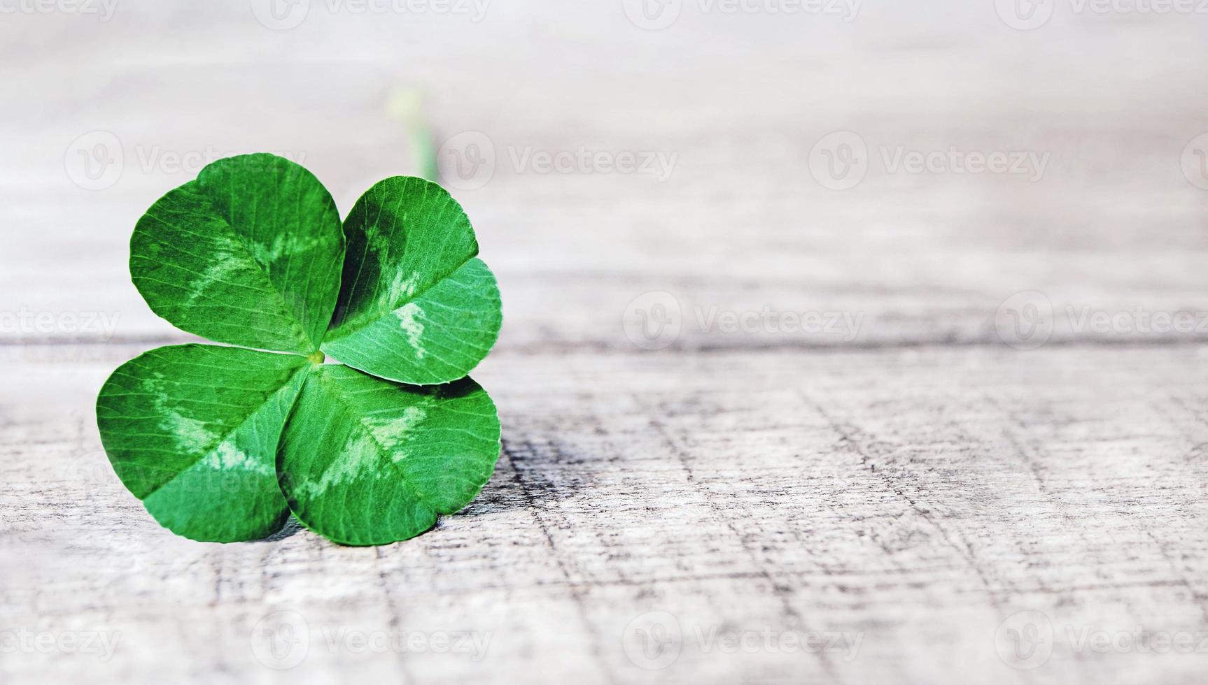 Four leaf clover on gray wooden background photo