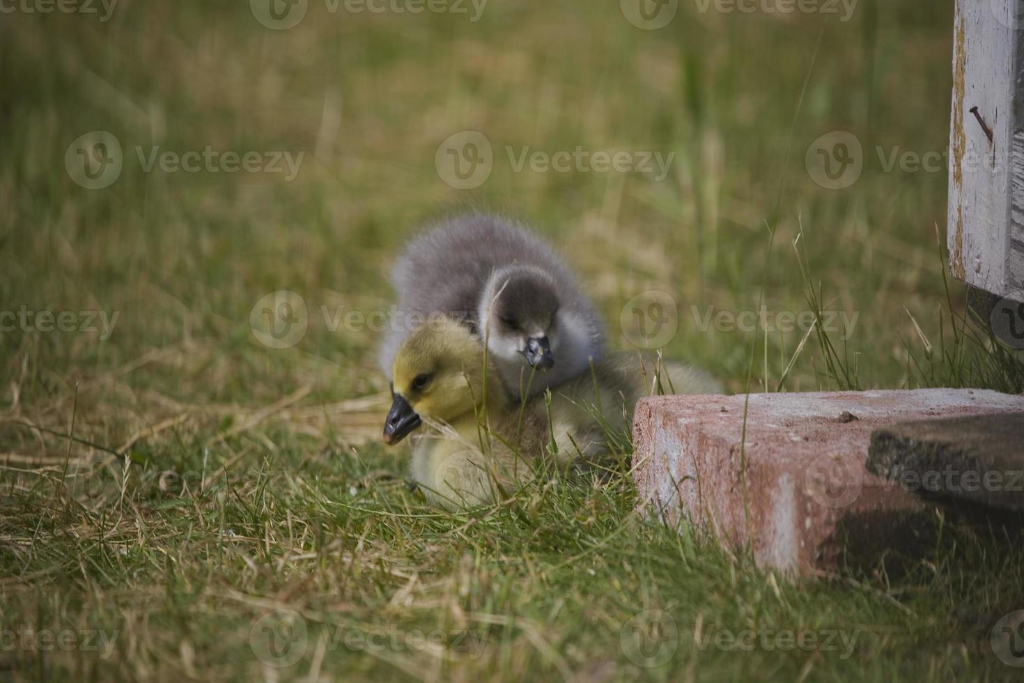 duck little chick photo