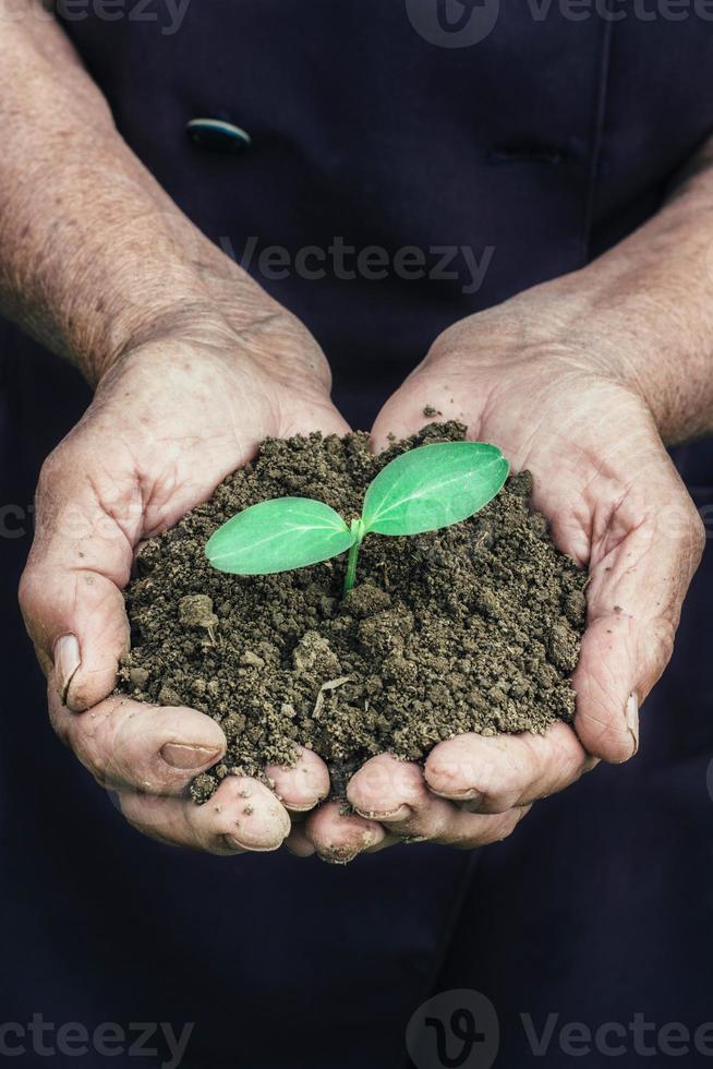 Small green plant photo