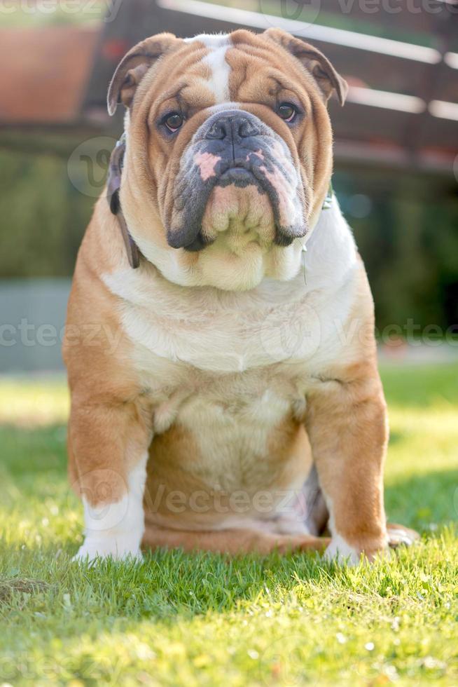 Young English bulldog photo