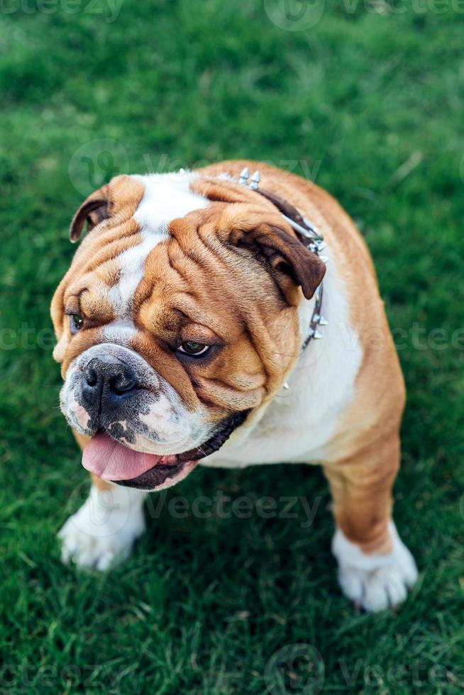 Male of English bulldog photo