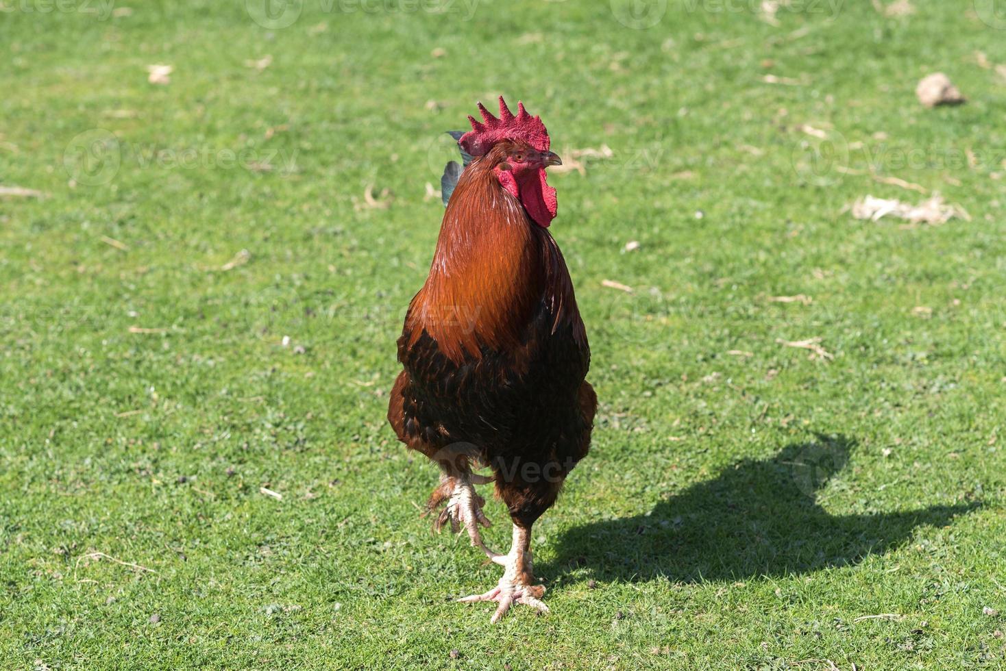 Cock in the backyard photo